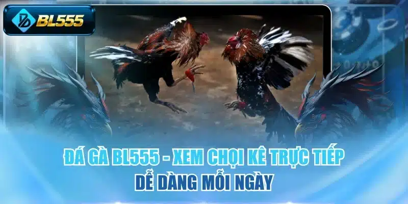 Đá gà BL555